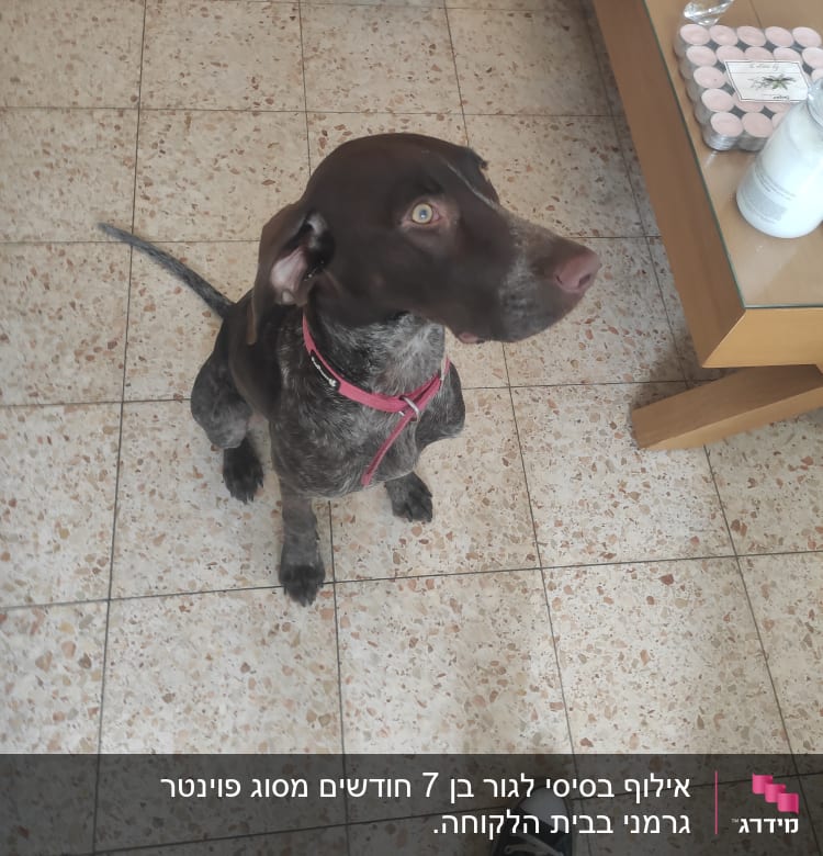 כלב עם קולר ורוד יושב על רצפה